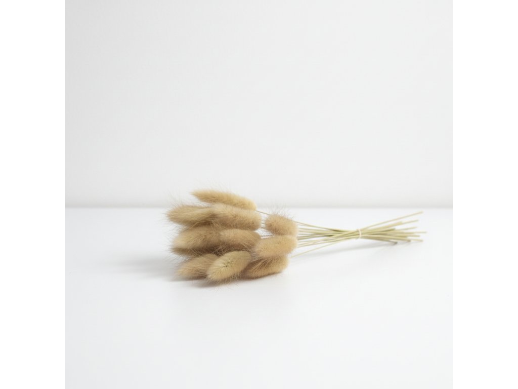 Lagurus sušený – natur